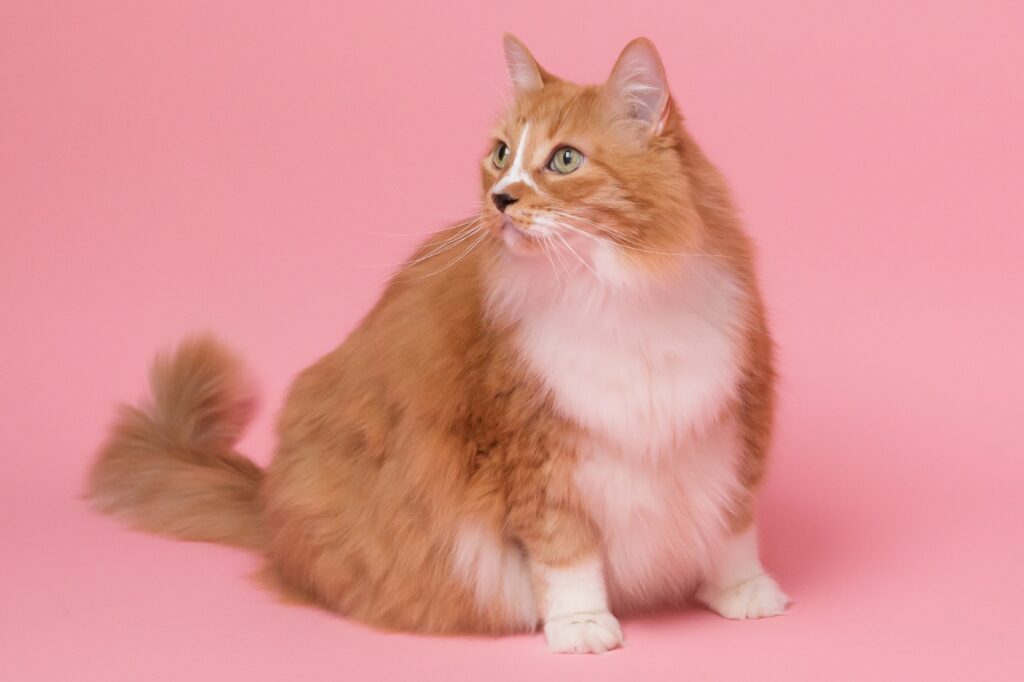 chat mange trop croquettes