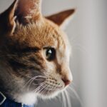 collier anti puces chat