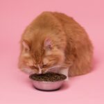 ingredients eviter croquettes chat