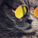 meilleurs croquettes chat sterelise