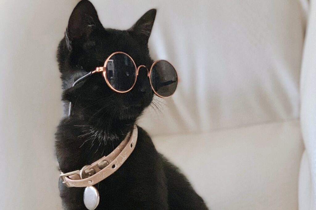 ou acheter collier anti puce chat