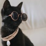 ou acheter collier anti puce chat