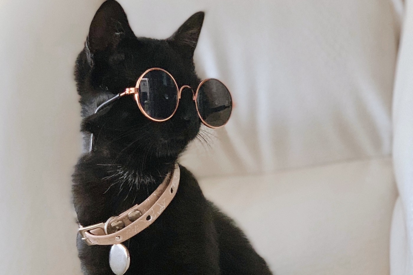 ou acheter collier anti puce chat