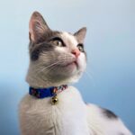 comment appliquer spray anti puce chat