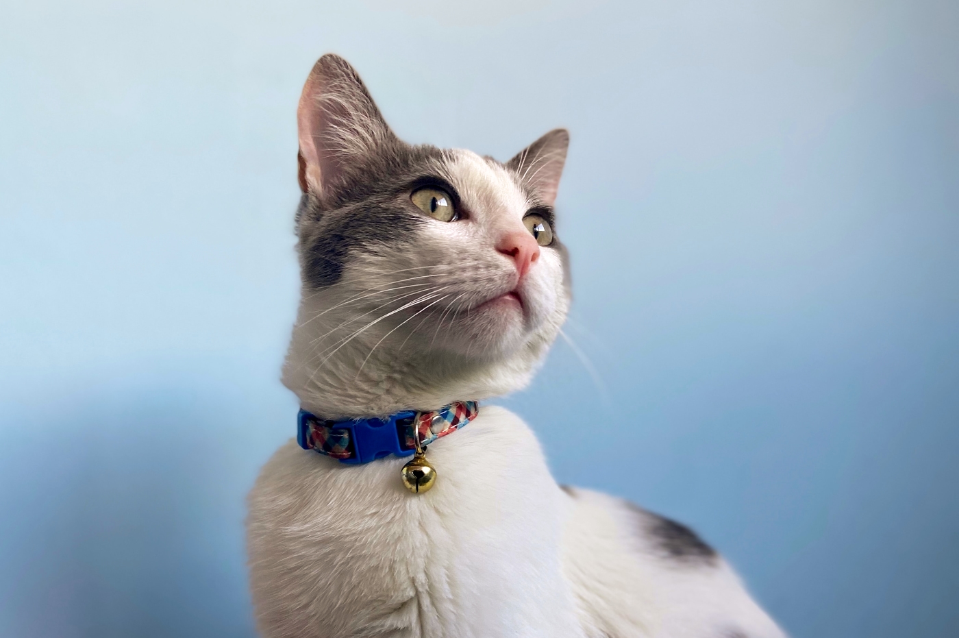 comment appliquer spray anti puce chat