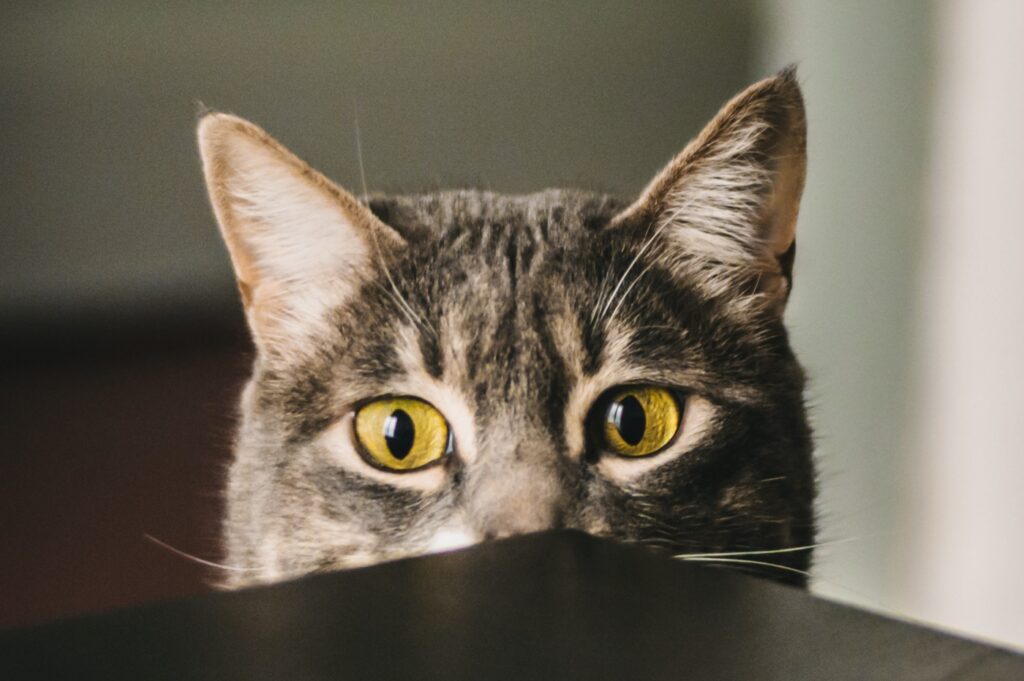 solution anti puces chat efficaces