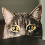 solution anti puces chat efficaces