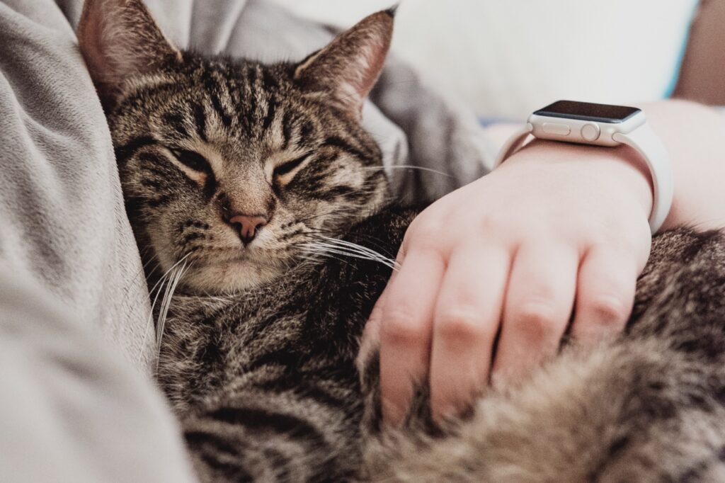 anti puce chat qui ne sort pas