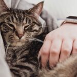 anti puce chat qui ne sort pas