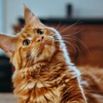 comment fonctionne anti puce chat