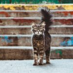 produit anti puce chat danger